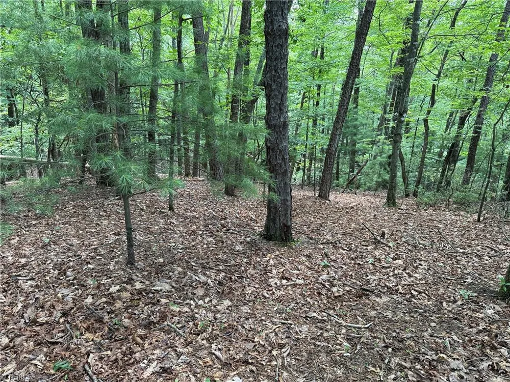 Lot 139 Pine Burr Drive Purlear, NC 28665