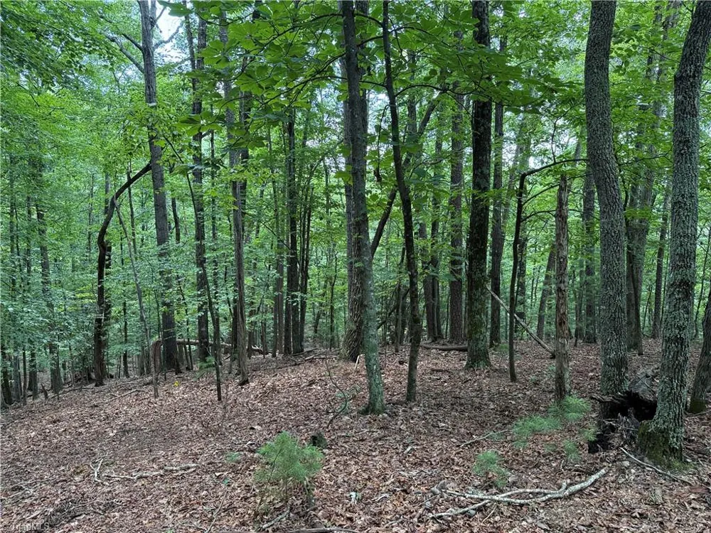 Lot 139 Pine Burr Drive Purlear, NC 28665