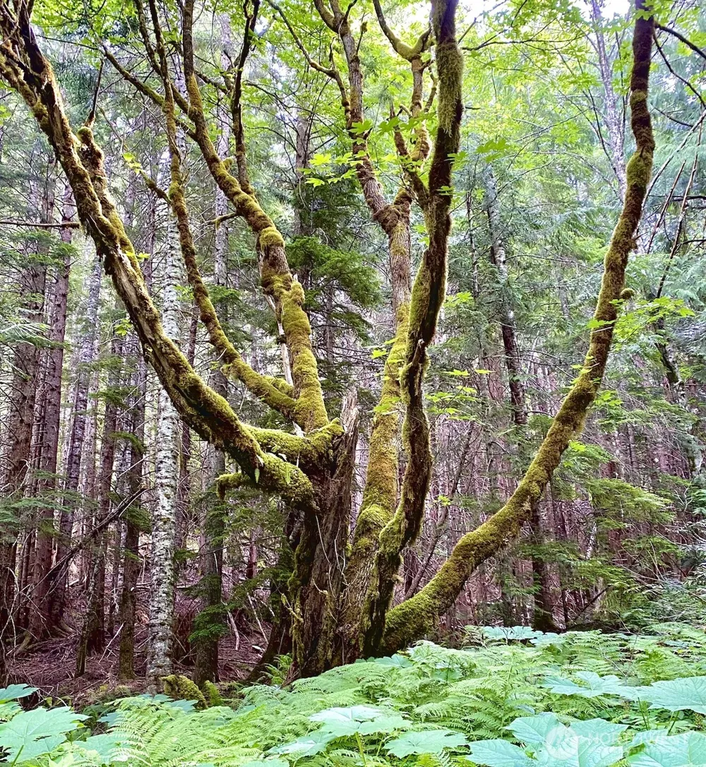 0 XX Mountain Loop Highway Granite Falls, WA 98252