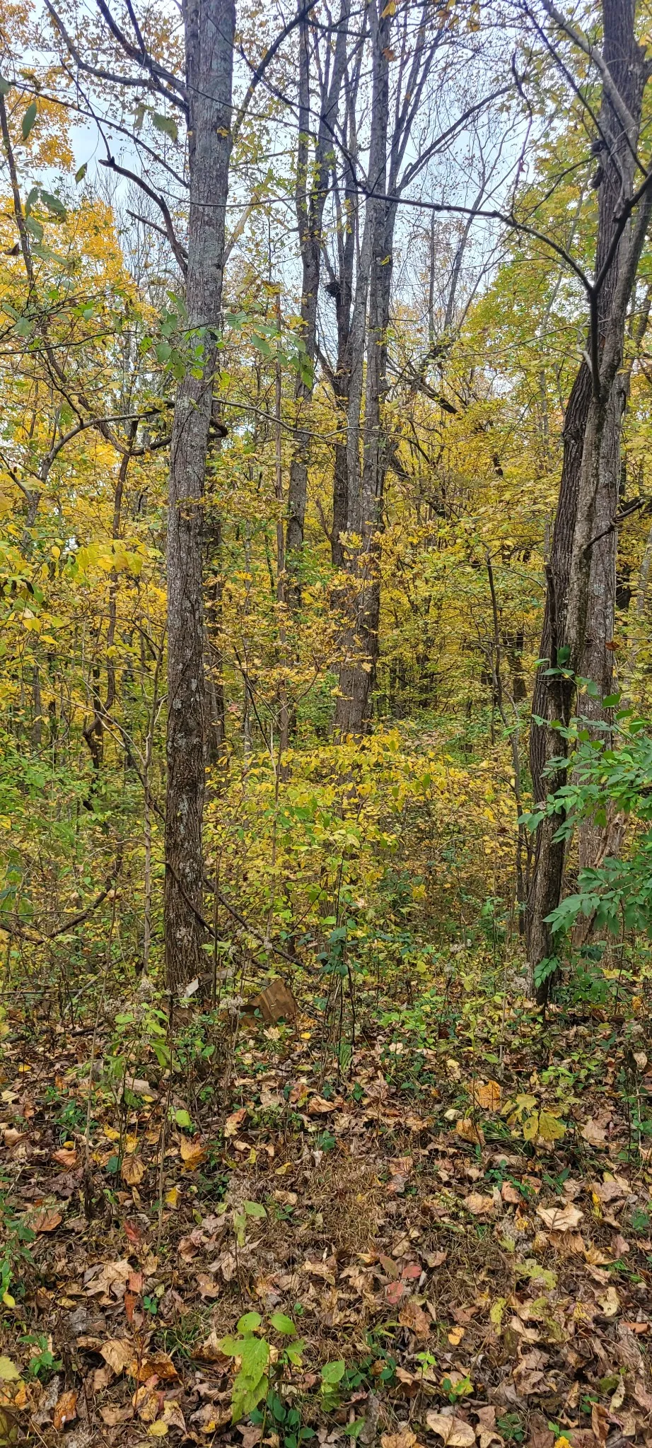1 Sugar Ridge Rd Spring Hill, TN 37174
