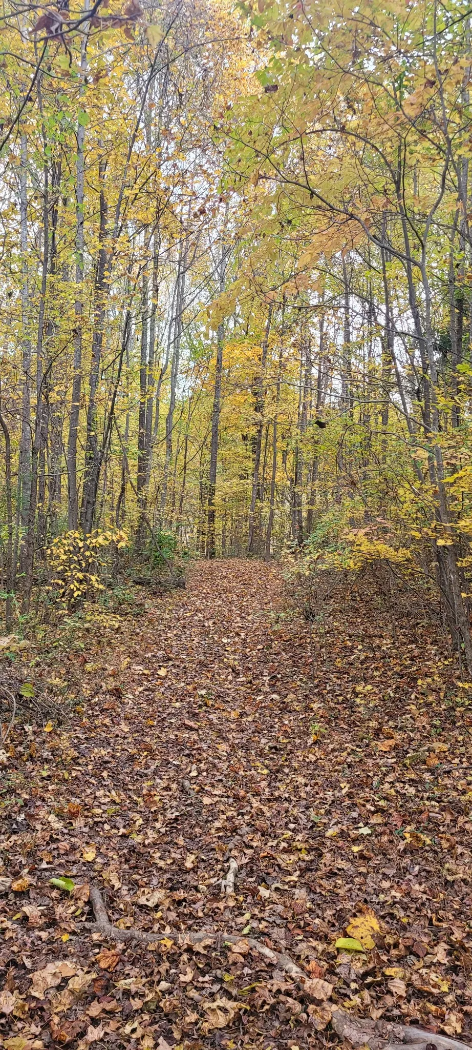 1 Sugar Ridge Rd Spring Hill, TN 37174