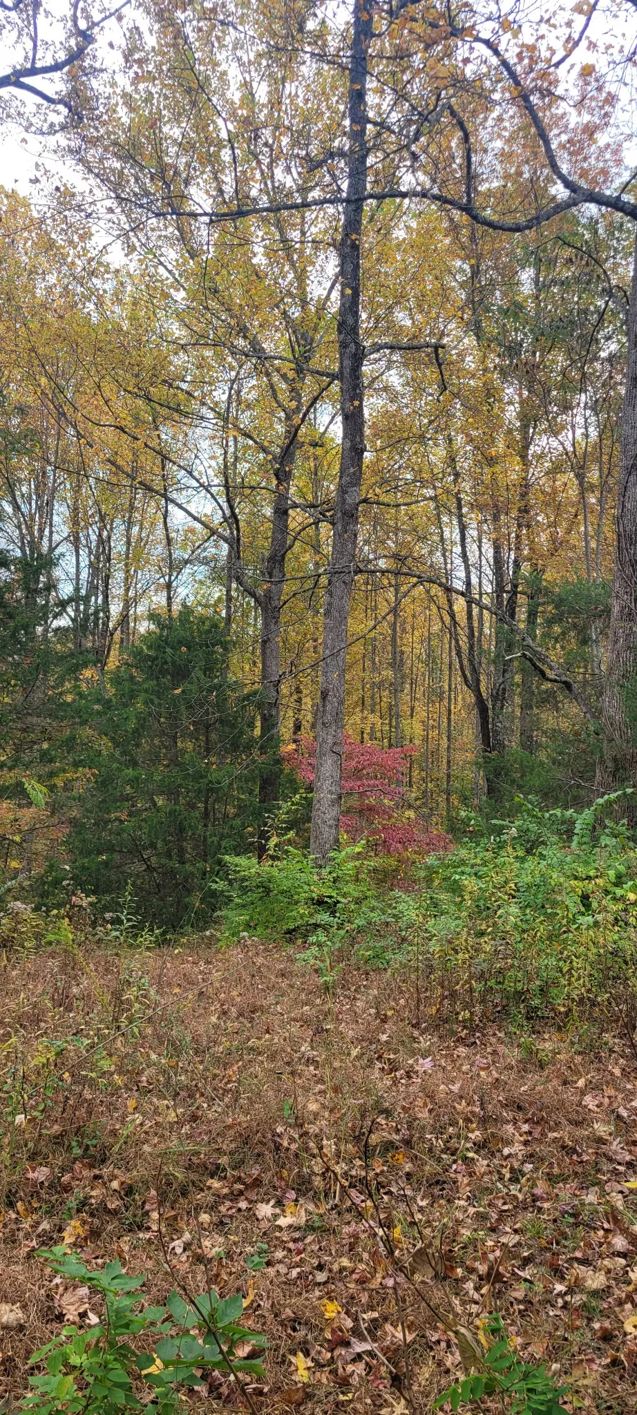1 Sugar Ridge Rd Spring Hill, TN 37174