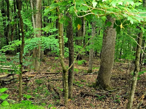 TBD Red Fox Trail