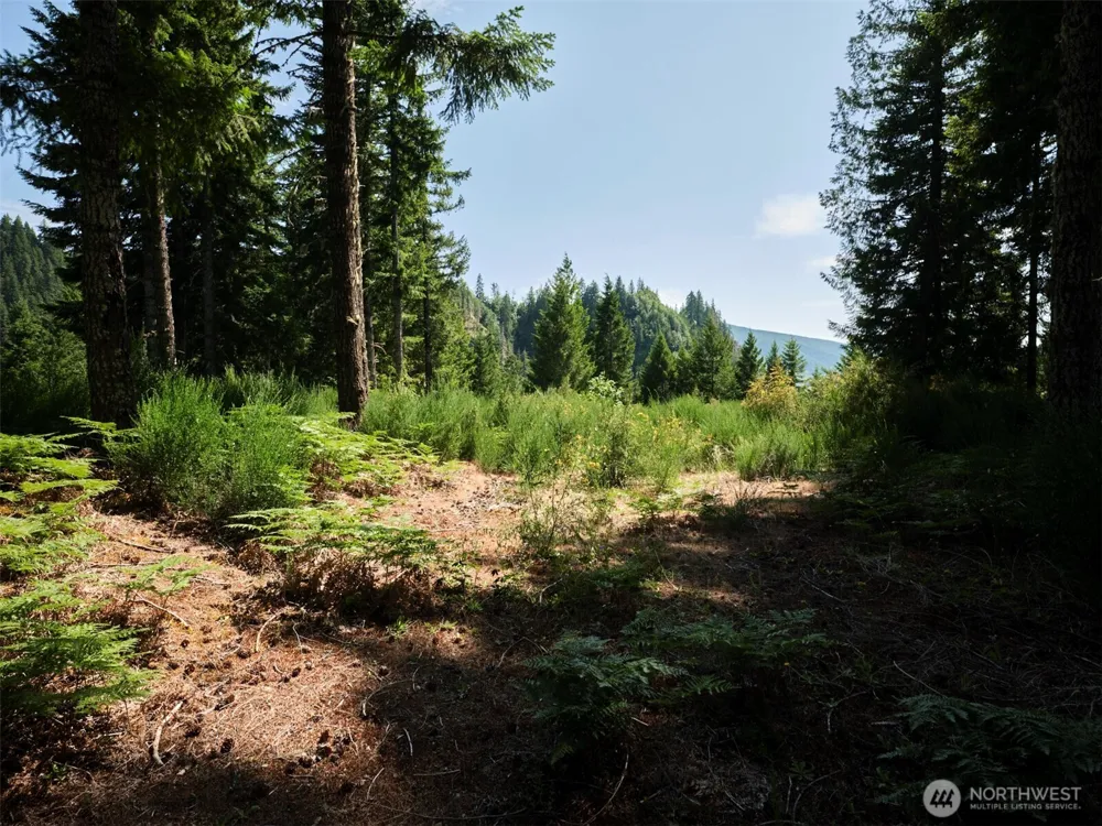 3 Phyllis Ann Block Court Cougar, WA 98616