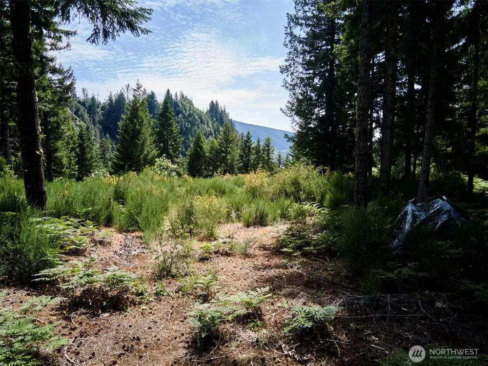 3 Phyllis Ann Block Court Cougar, WA 98616