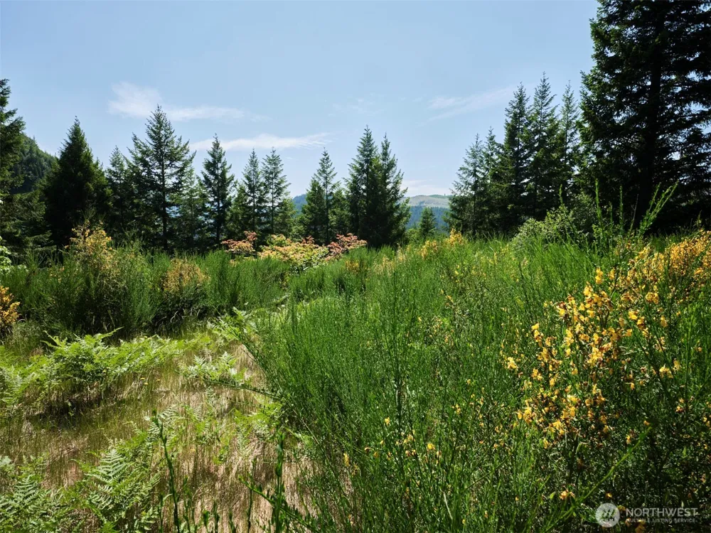 3 Phyllis Ann Block Court Cougar, WA 98616