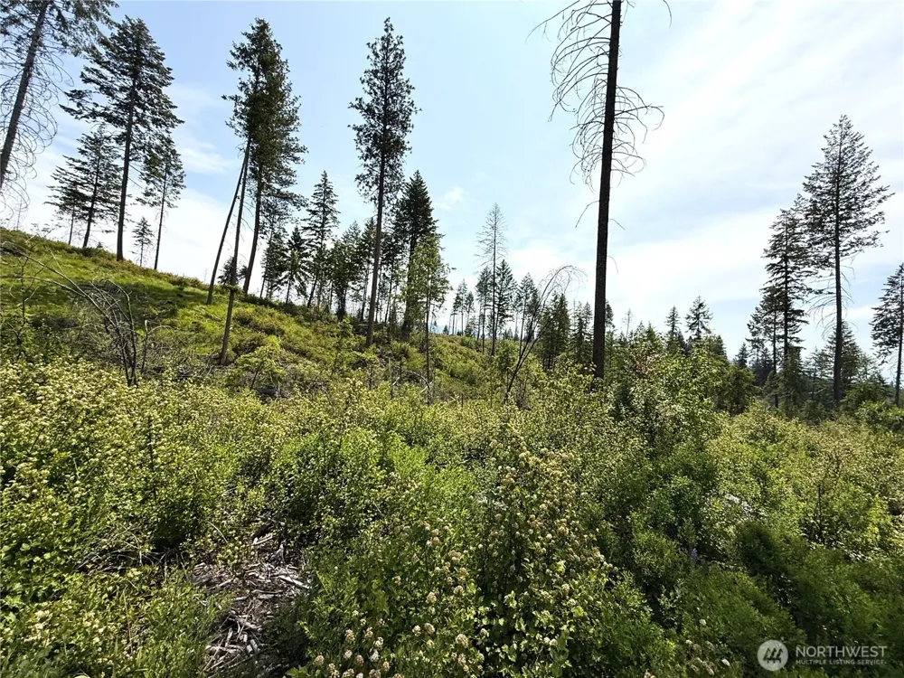 0 Rockabye Lane Curlew, WA 99118