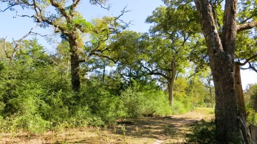 Jack Rabbit Lane Hearne, TX 77859