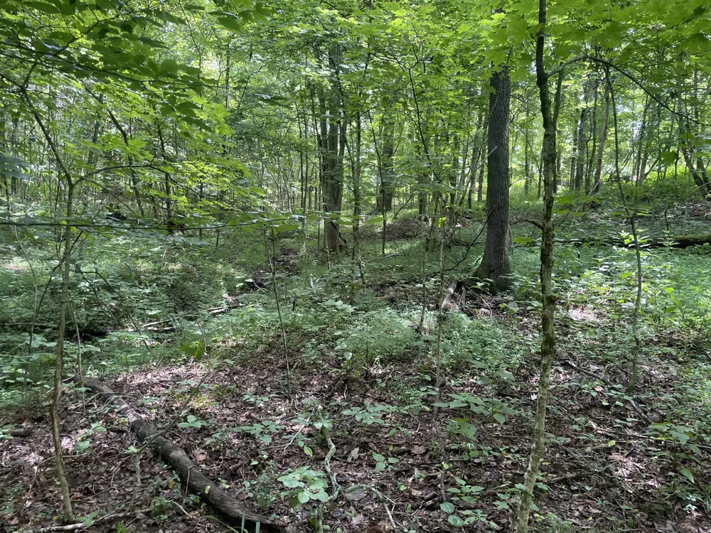 1535 Mount Olivet Rd Hendersonville, TN 37075