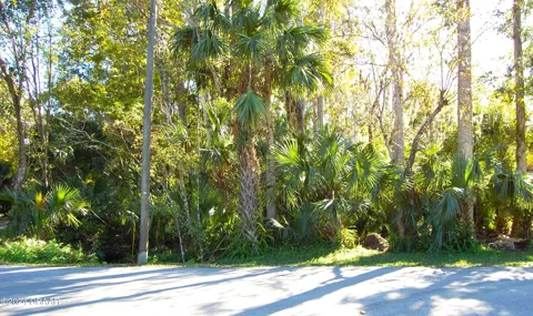 Palm Drive