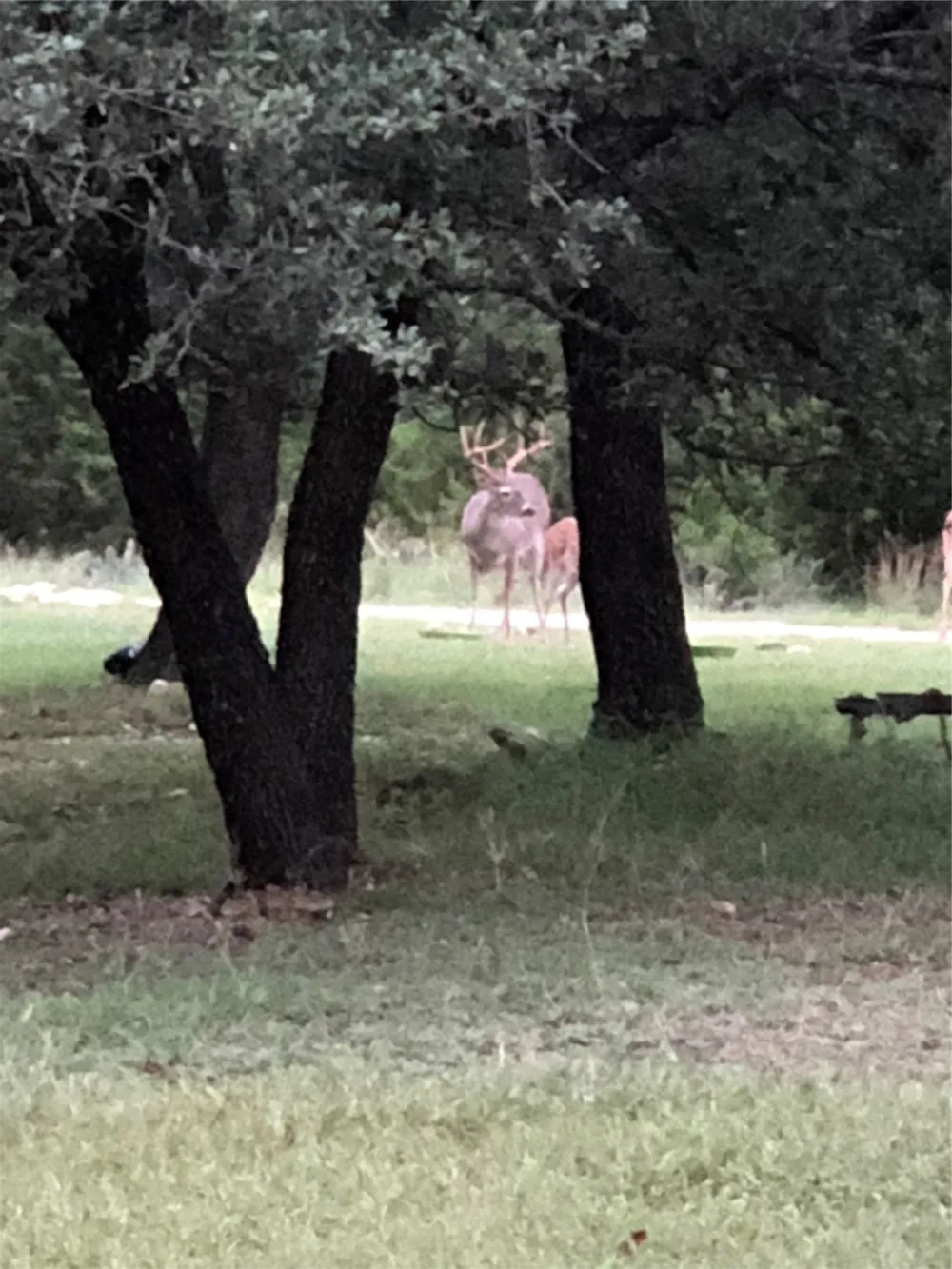 CR 1524 Morgan, TX 76671