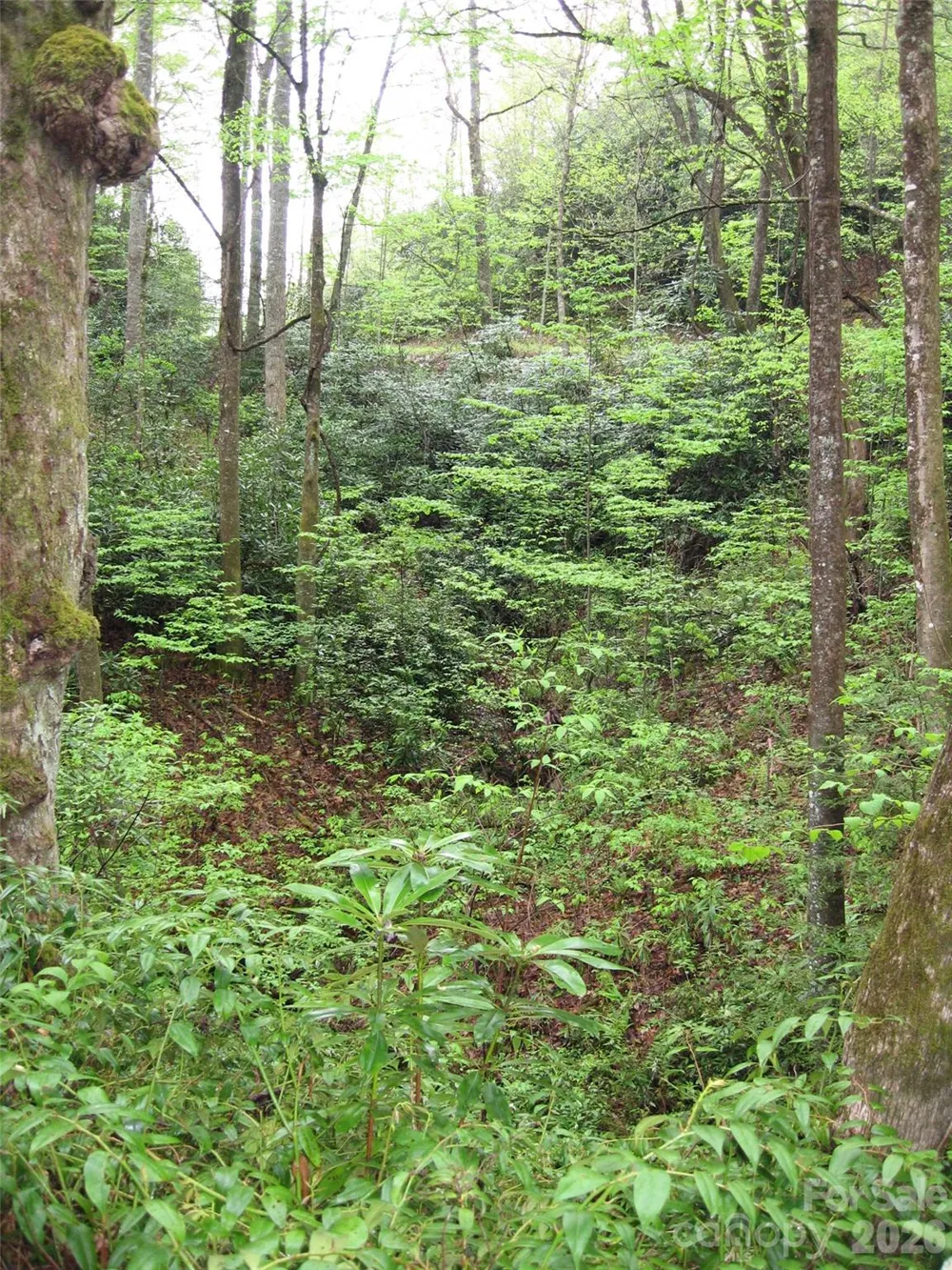 313 Line Runner Ridge Road Rosman, NC 28772