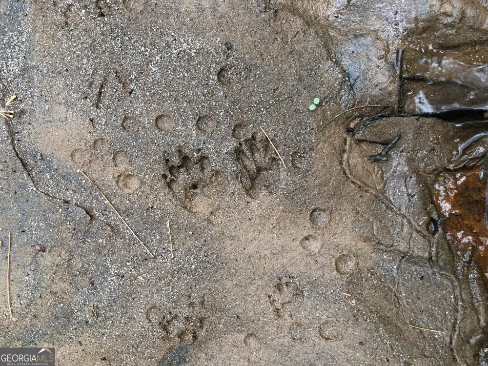 0 Wolf Howl TRL Sautee Nacoochee, GA 30571