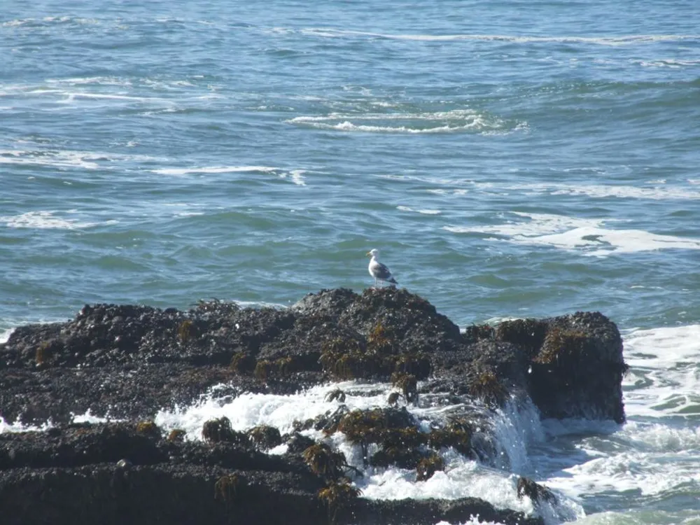 10247 Cabrillo Highway Pescadero, CA 94060
