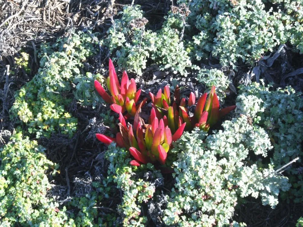 10247 Cabrillo Highway Pescadero, CA 94060