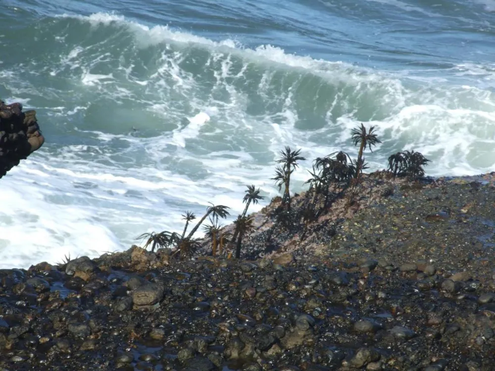 10247 Cabrillo Highway Pescadero, CA 94060
