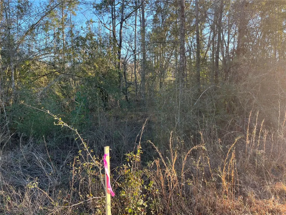 GOREVILLE AVENUE Alford, FL 32420