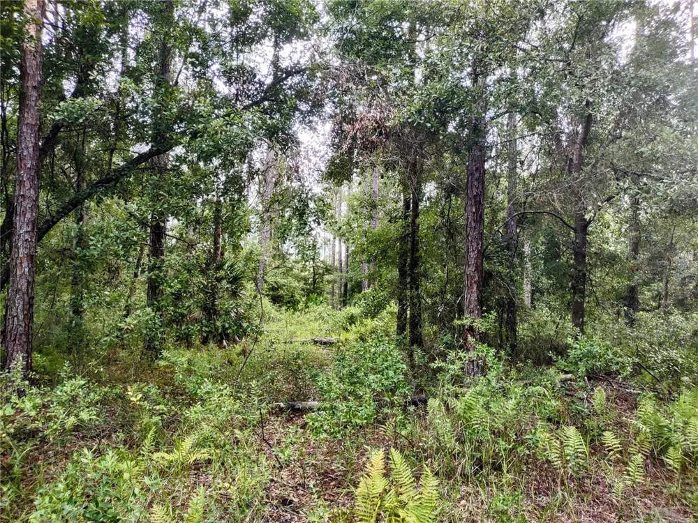 4651 NE 108TH PLACE Chiefland, FL 32626