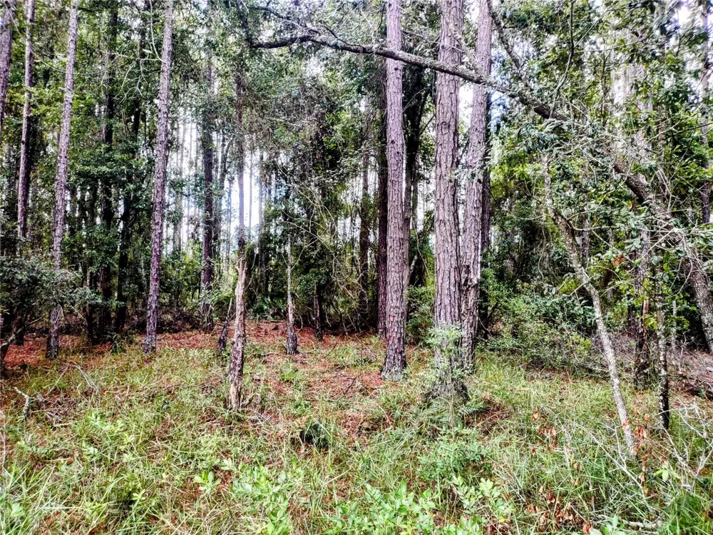4651 NE 108TH PLACE Chiefland, FL 32626