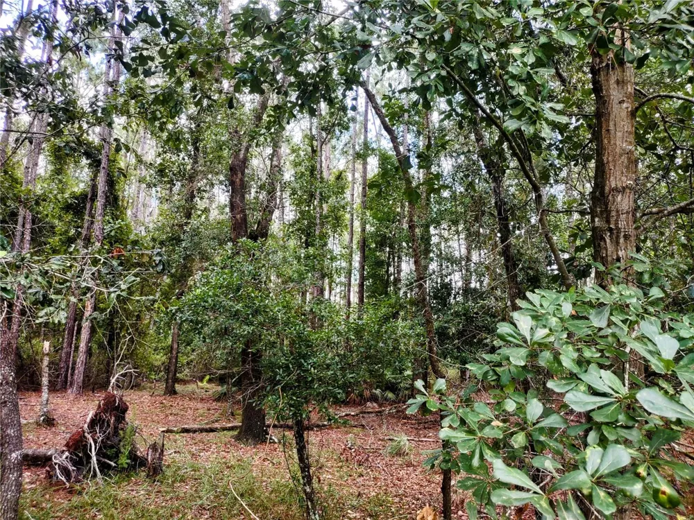 4651 NE 108TH PLACE Chiefland, FL 32626