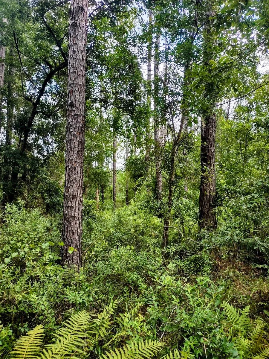 4651 NE 108TH PLACE Chiefland, FL 32626