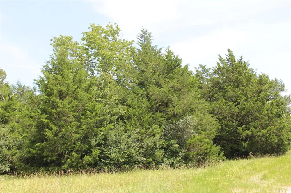 1306 County Road 3455a Lovelady, TX 75851