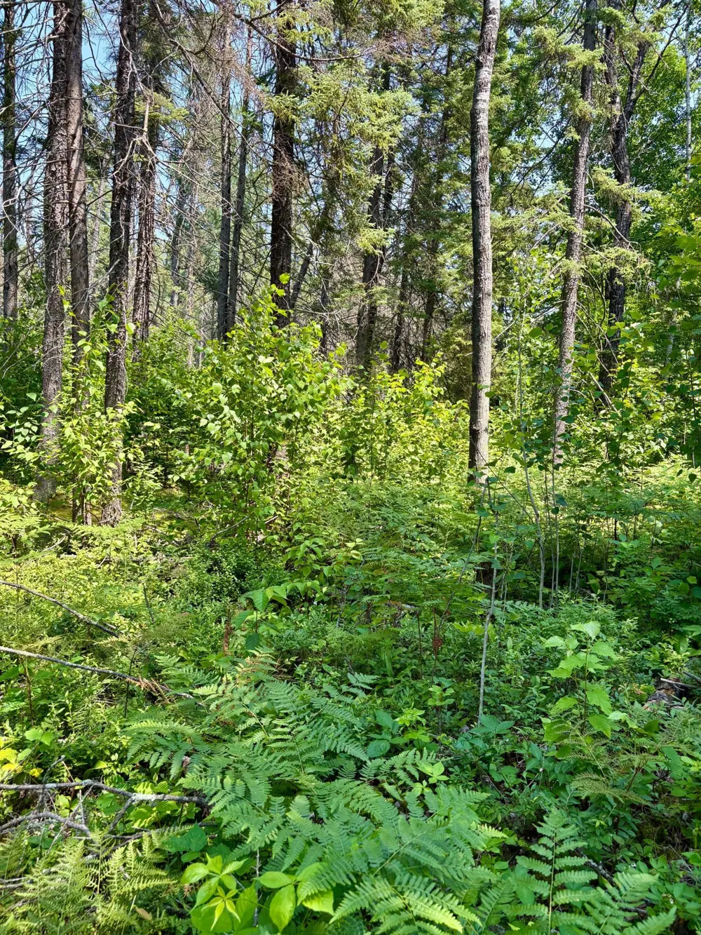 2594 County Road 8 Barnum, MN 55707