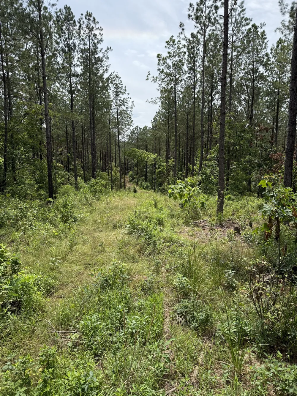 0 Spokelay Rd Spencer, TN 38585