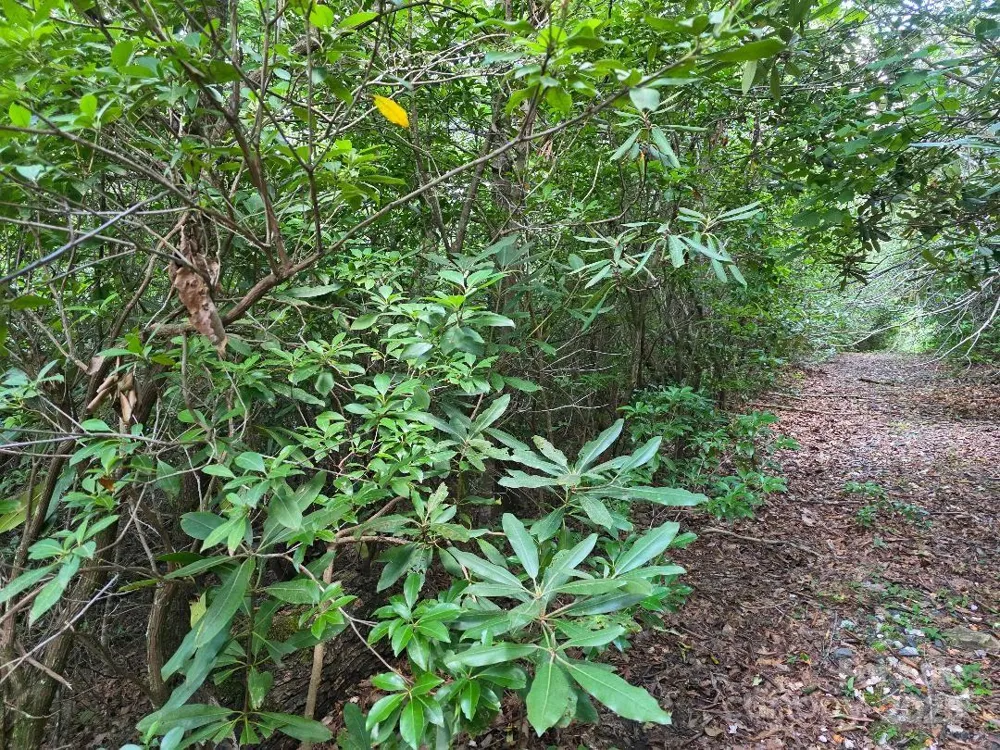 LOT 2 Pine Ridge Road Burnsville, NC 28714