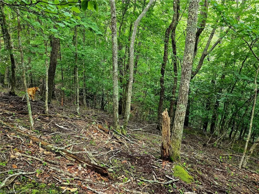 TBD Red Fox Trail Boone, NC 28607