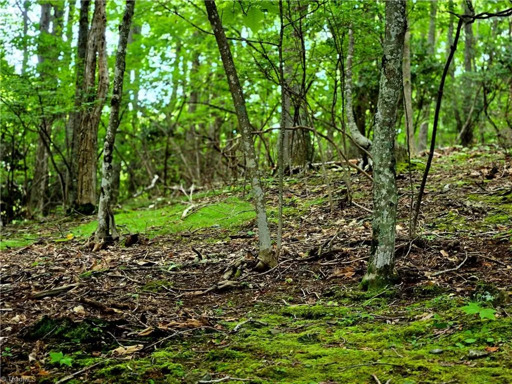 TBD Red Fox Trail Boone, NC 28607