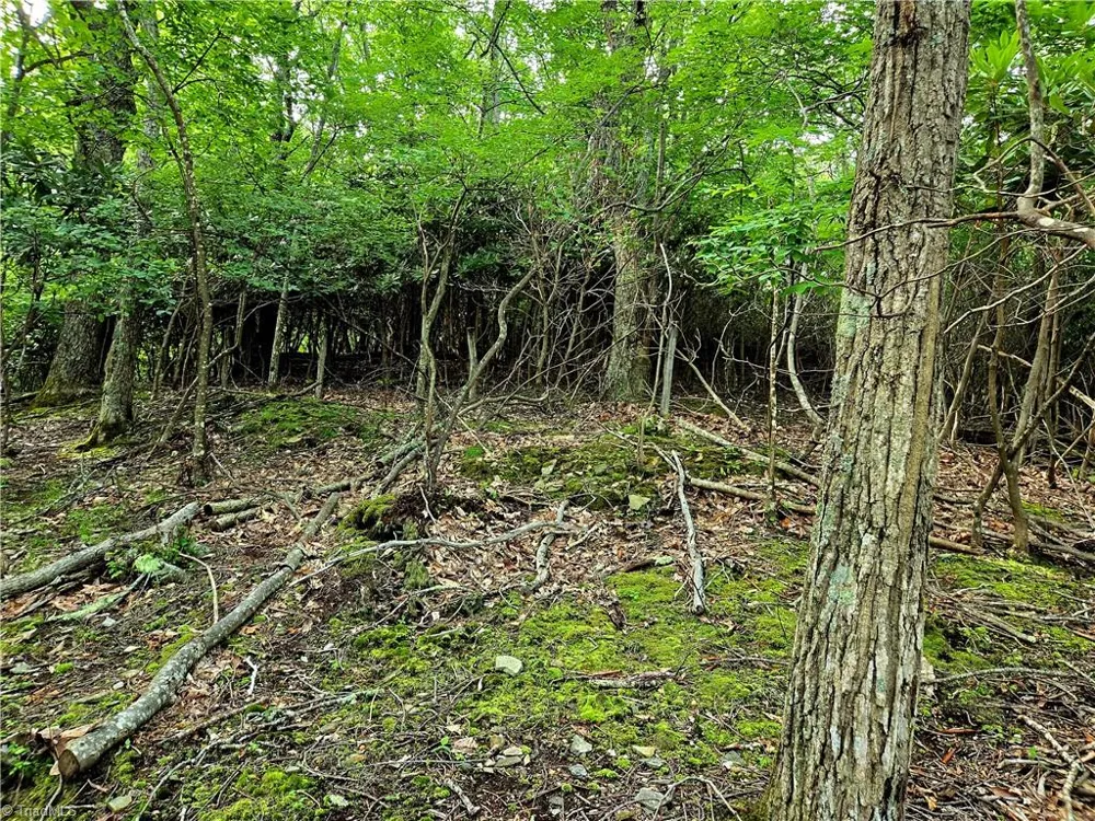 TBD Red Fox Trail Boone, NC 28607