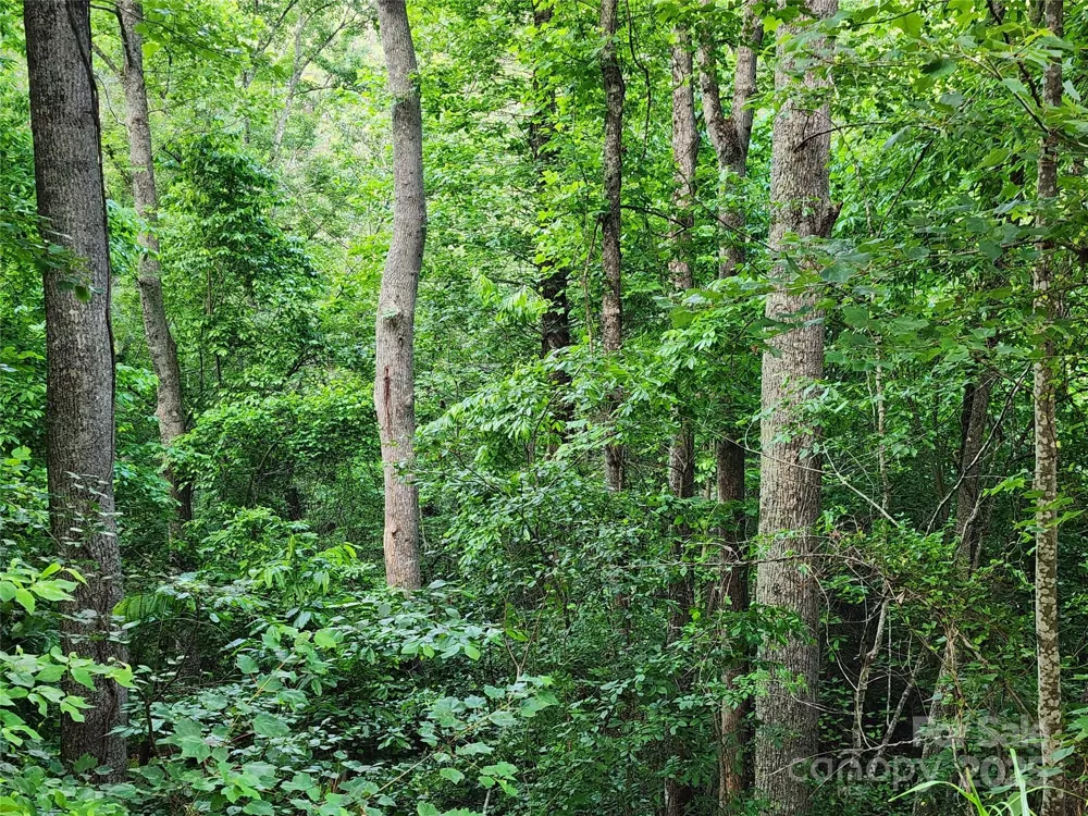 000 W US Highway 421 Highway Wilkesboro, NC 28697