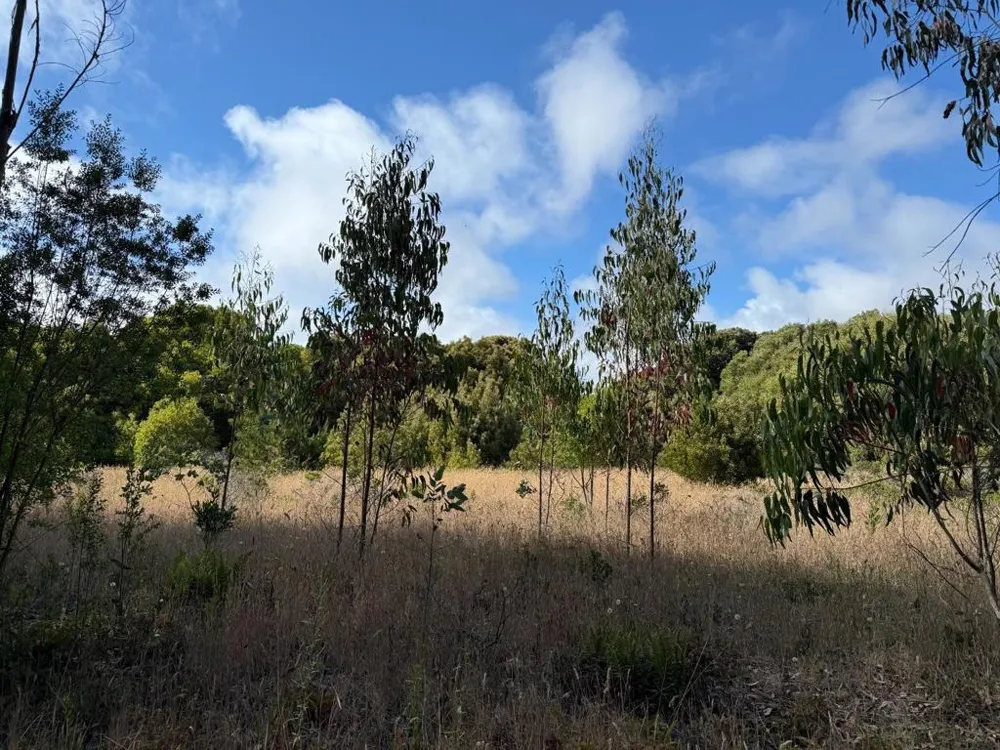 Bonita Ave. Half Moon Bay, CA 94019