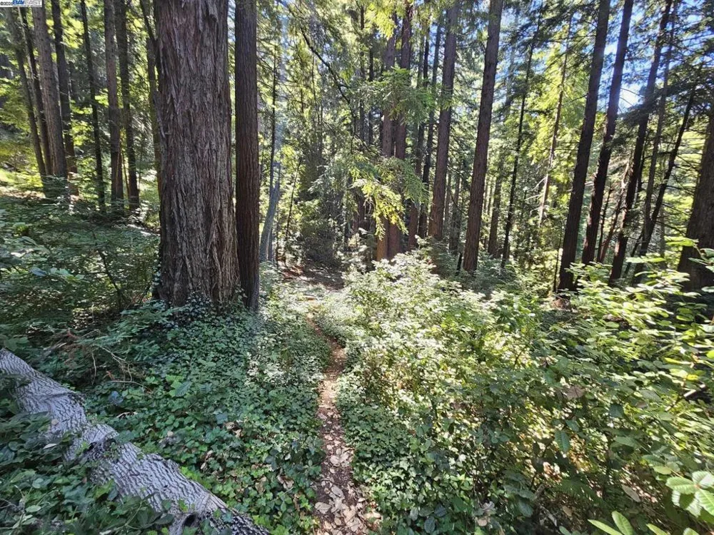 Old La Honda Rd Woodside, CA 94062
