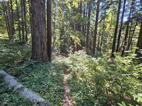 Old La Honda Rd