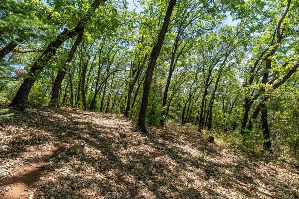 Knolls Forest Ranch, CA 95942