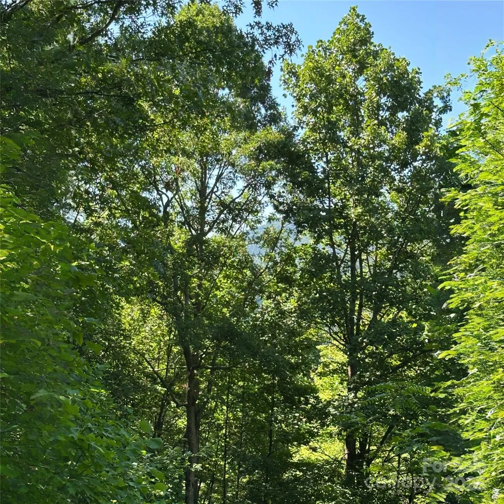 33 Nuthatch Lane #T-84 Black Mountain, NC 28711