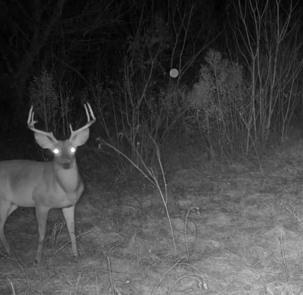 Reeves Rd Garrison, TX 75945
