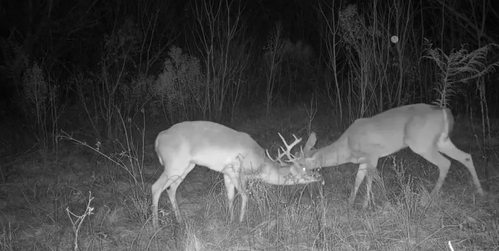 Reeves Rd Garrison, TX 75945