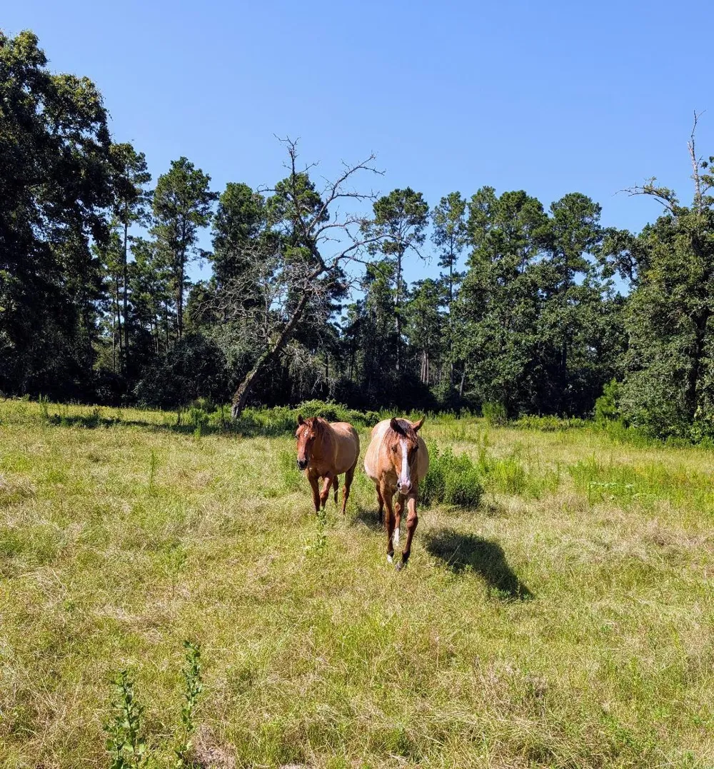 County Road 304 Navasota, TX 77868