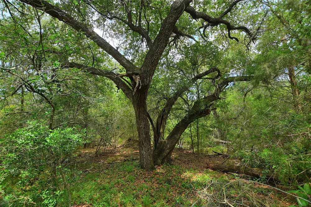 E Whitworth Lane E Bastrop, TX 78602