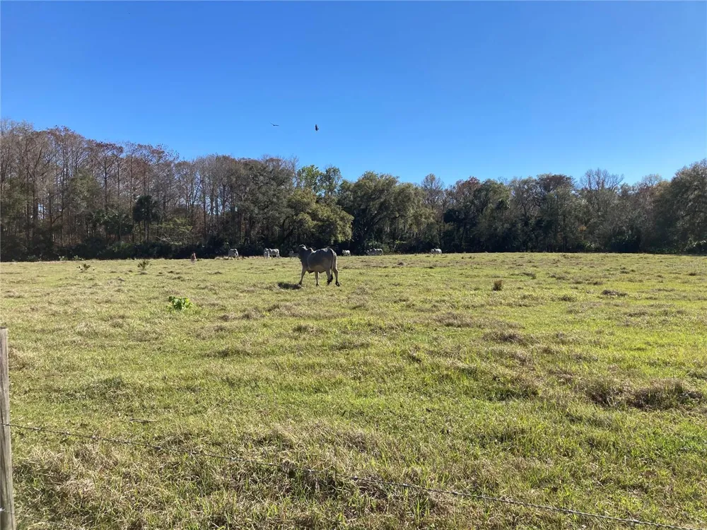 2436 CR 416N Lake Panasoffkee, FL 33538