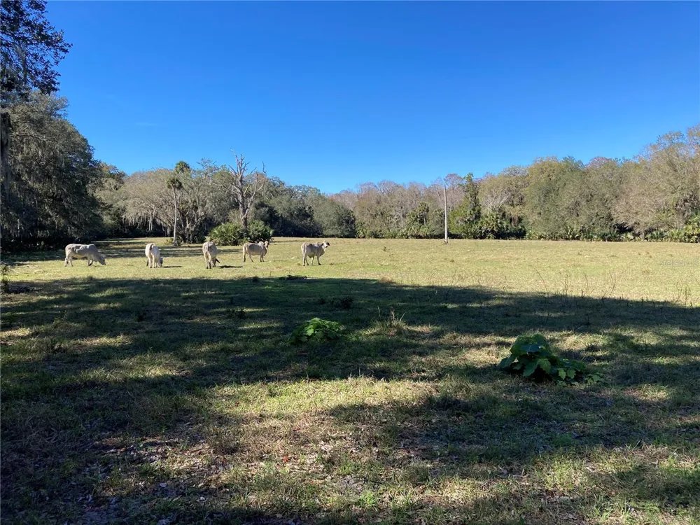 2436 CR 416N Lake Panasoffkee, FL 33538