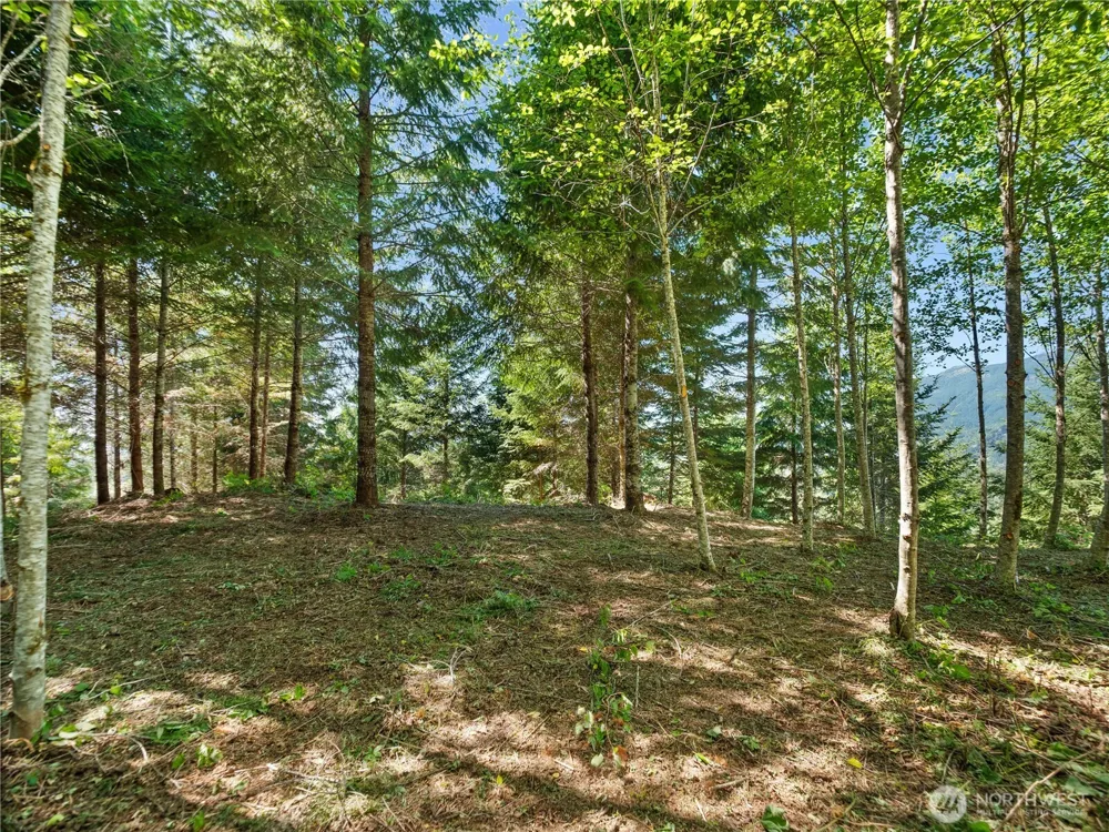 3 Skinner Road Randle, WA 98377