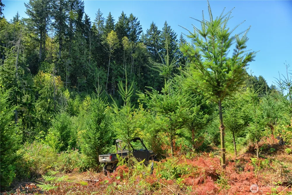 3 Skinner Road Randle, WA 98377