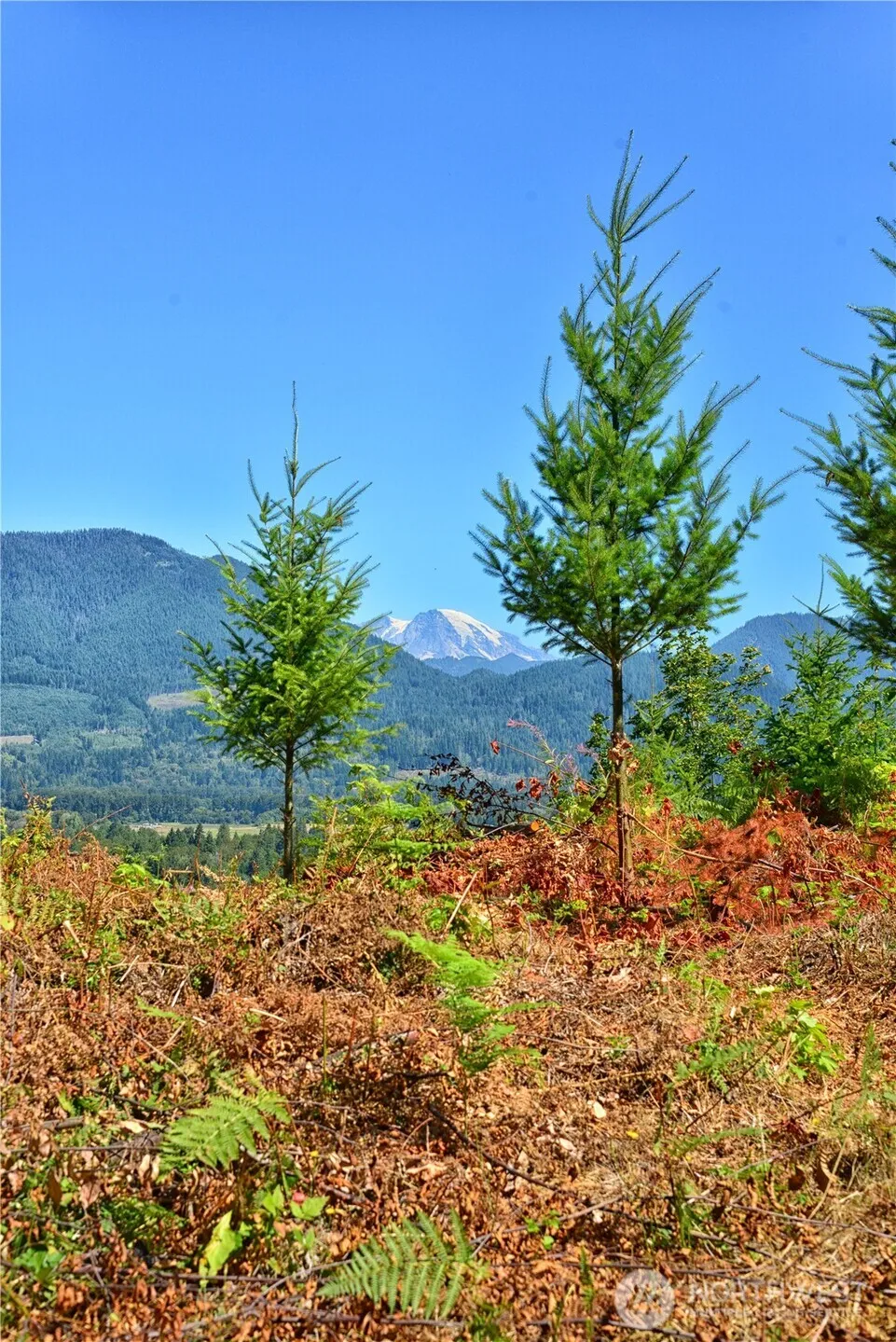 3 Skinner Road Randle, WA 98377
