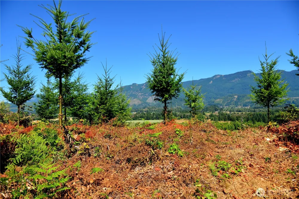 3 Skinner Road Randle, WA 98377