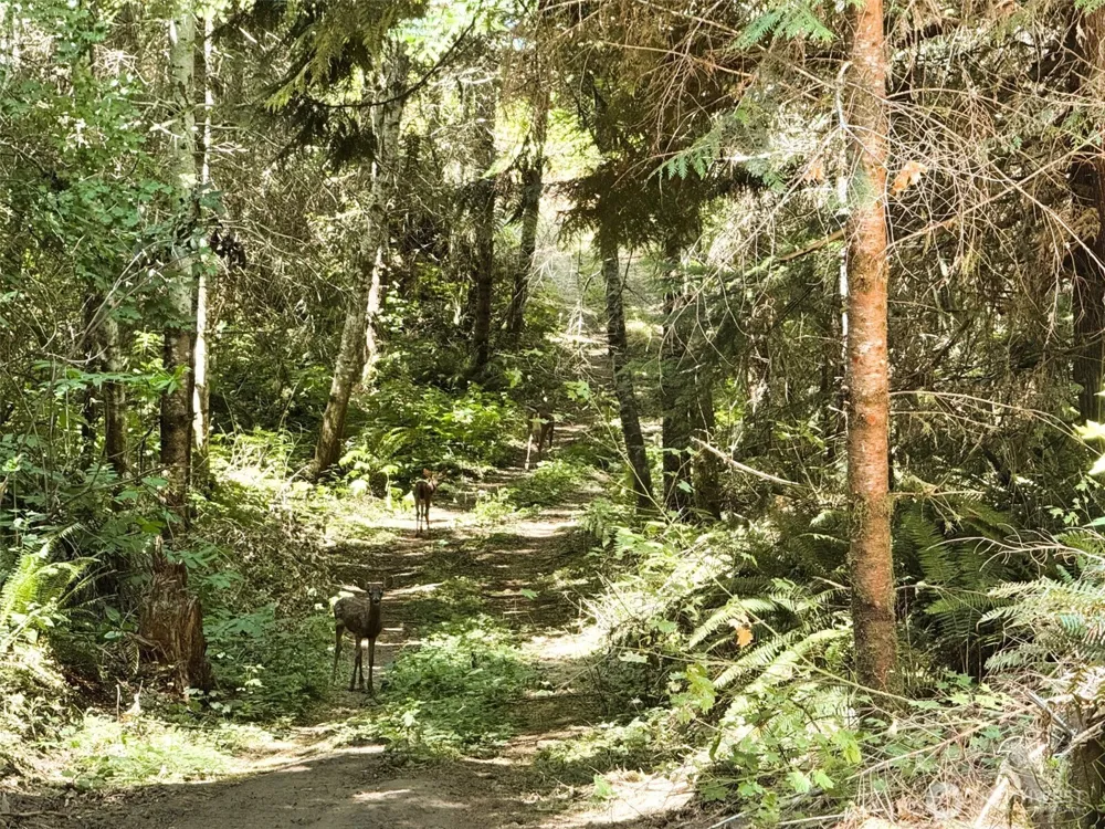2 Skinner Road Randle, WA 98377