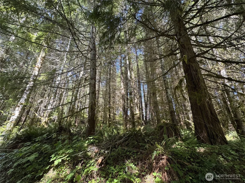2 Skinner Road Randle, WA 98377